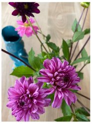 Dahlien in einer Vase
