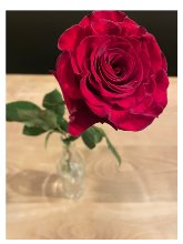 Rote Rose in Vase
